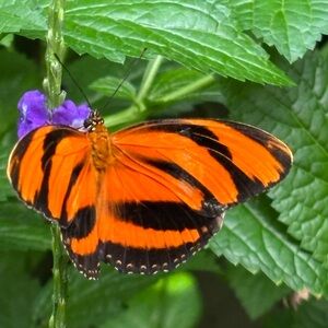 ✨PLEASE READ BEFORE BIDDING✨Live Show Listing Only